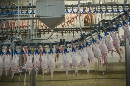 Nébih: két Csongrád megyei állatartó telepen is megjelent a madárinfluenza