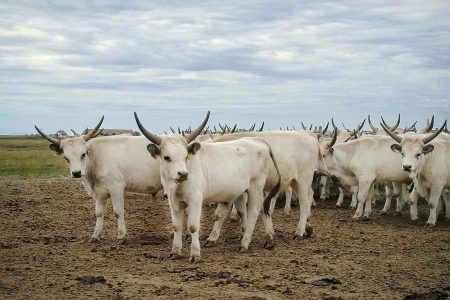 Szürkemarhagulyát és réti rablót is lehet majd látni a nemzeti park túráin