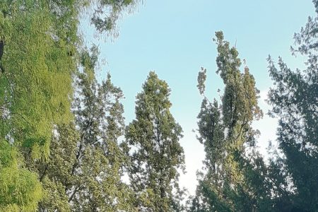 Regisztráció után fanyesedéket lehet gyűjteni a Kása erdőben
