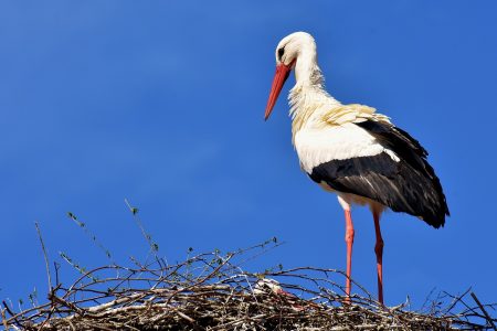 Az áttelelő fehér gólyák nem szorulnak segítségre