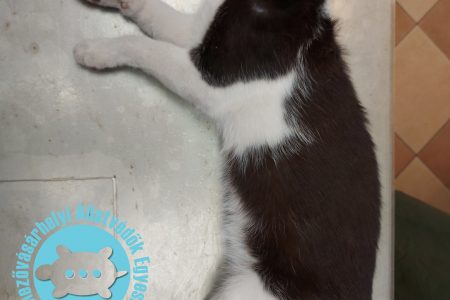 Hódmezővásárhelyi Állatvédők Egyesülete: 20 cicát sikerült most sterilizálni