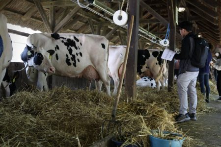 Új szarvasmarha-takarmányt fejlesztett ki a Hód-Mezőgazda Zrt. és az SZTE