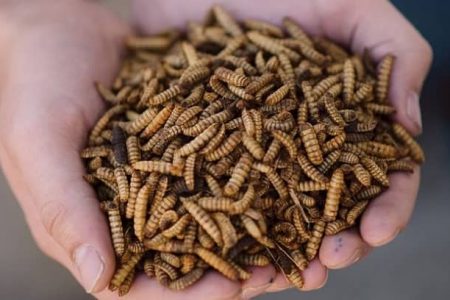 Rovarlárva takarmány előállító üzem fejlesztésére nyert 485 millió forint támogatást egy vásárhelyi cég