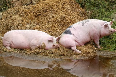 Disznótolvajt fogott a szabadidős rendőr