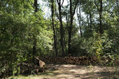 Több részletben tudják csak biztosítani a megrendelt hatósági áras tűzifát az állami erdészetek