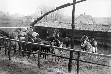Mögírták: 110 éve így büszkélkedhetett Vásárhely állatállományával