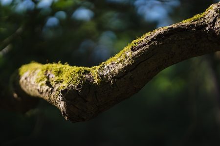 Faágak szakadtak le Vásárhelyen