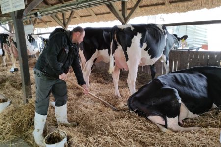 A tejtermelő gazdaságokat segítő rendszert fejleszt a Milkmen Kft. és a vásárhelyi Mezőgazdasági Kar