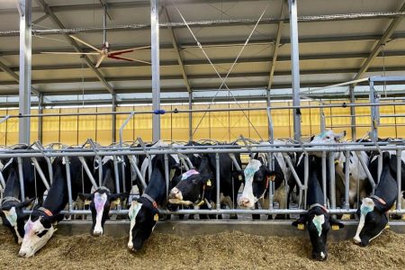 Épül még két istálló Mezőhegyesen 3,3 milliárdért