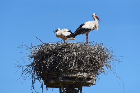 Fészket raktak a gólyák Nagymágocson, a községben elment az áram