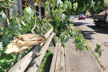Csak be kell jelenteni, s elviszik a viharban letört ágakat