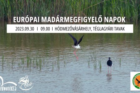 Szombaton madárgyűrűzési bemutató lesz a Téglagyári tavaknál