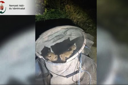 Két pénzügyőr mentette meg négy kiscica életét – videó