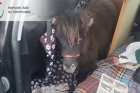 Pónivétel lett a kutyavásárból – videó