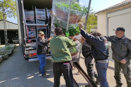 Elvitte a klímaváltozás a vásárhelyi villanyoszlopokról a muskátlikat