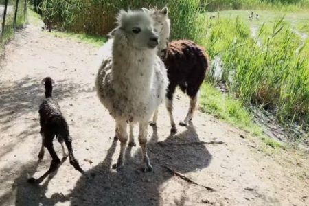 A látogatók szeme előtt született meg a szegedi vadaspark alpaka bébije – videó