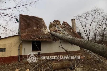 Épületre dőlt egy nagy méretű fa Vásárhelyen