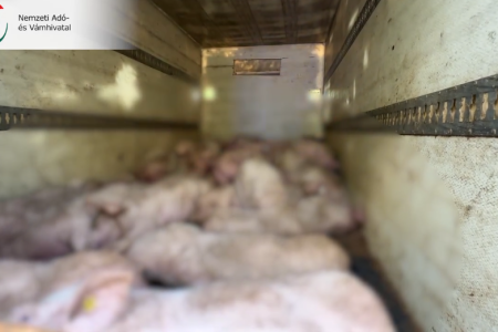 Harminc malacot zsúfoltak be egy furgonba Békés megyében – videóval