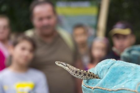 Nyilvános viperavizsgálatot rendeznek szombat délután a Szegedi Vadasparkban