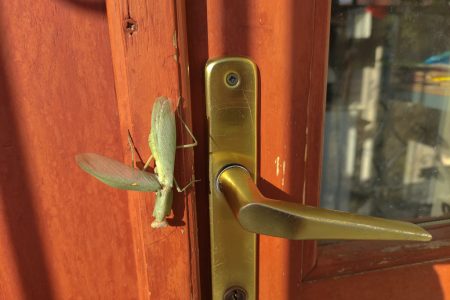 Miért sikoltoznak a vásárhelyi asszonyok?