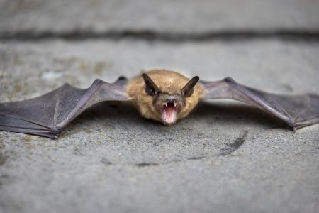 Batman panelban él