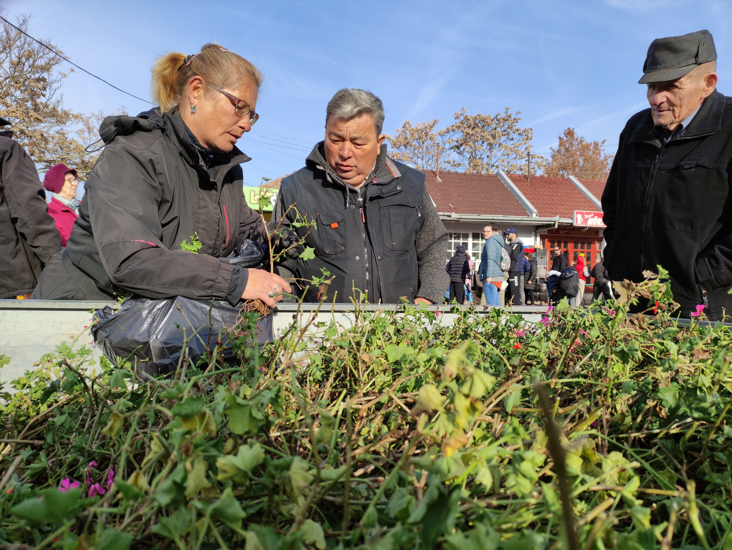 muskátliosztás a piacon 20241103 (13)