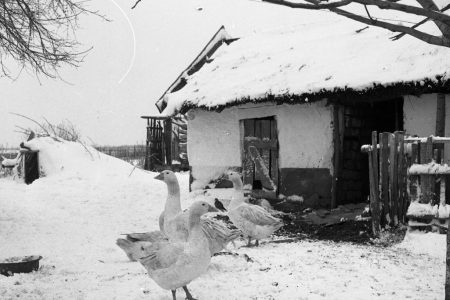Vásárhely Anno: gyilkos hideg pusztított száz éve