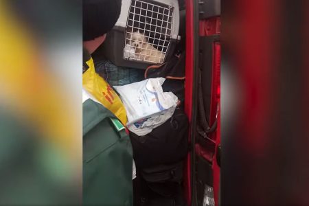 Csempészett kölyökkutyákra bukkantak a pénzügyőrök – videóval