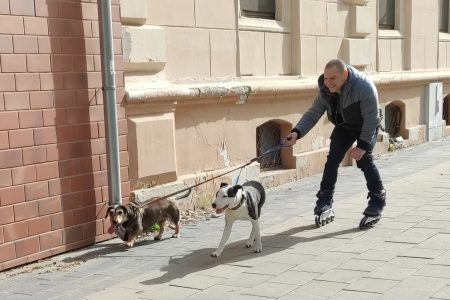 2793 kutyát vallottak be a vásárhelyiek az ebösszeíráson