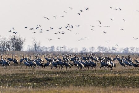 Felszántották a darvak a Fehér-tó környékét