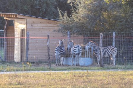 Folyik az adok-kapok „zebra-ügyben”
