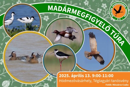 Madármegfigyelő túrát rendeznek a hódmezővásárhelyi Téglagyári tavaknál